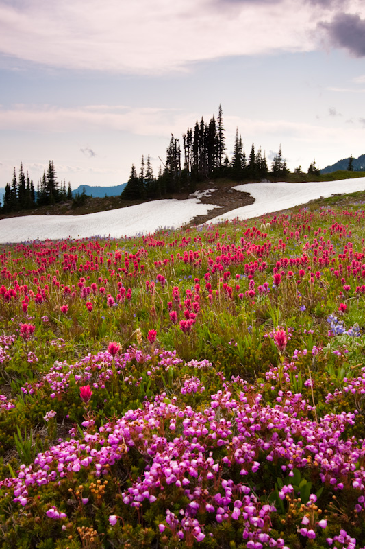 Pink Mountain Heather And Paintbrush